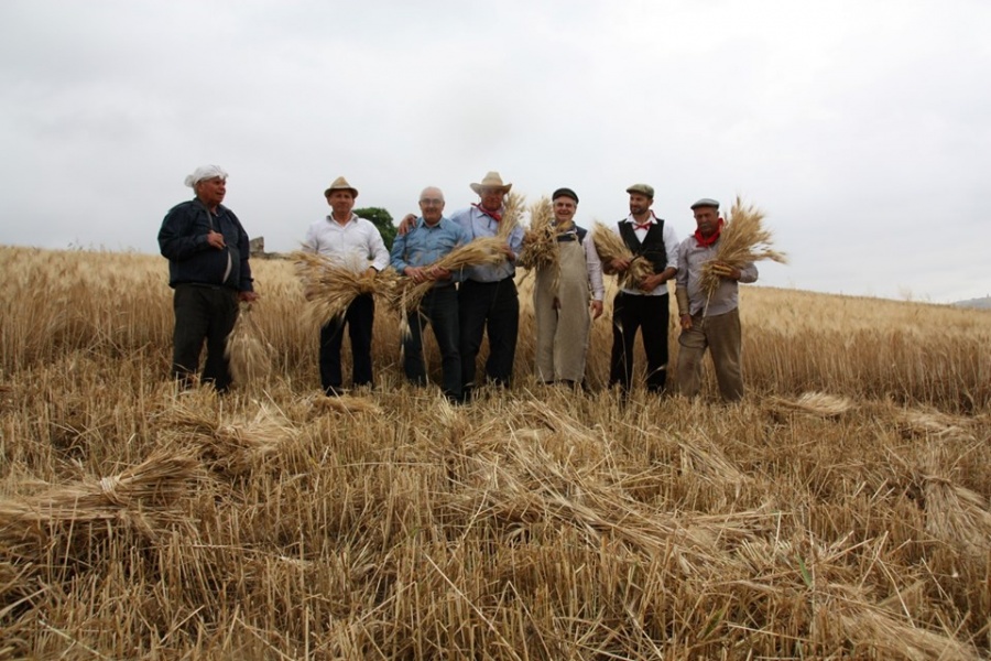 Raddusa, Festa del grano:"A mietitura e pisatura", nel passato c'è sempre il futuro